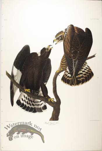 Prairie Starling